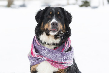 бернский зенненхунд сидит на фоне снежных деревьев