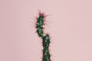 Cactus on pastel pink background