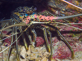 Close-up of a lobster