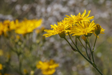 Yellow flowers of Black-bracted Hawkweed close up wallpaper