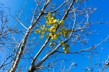 New branches with young leaves on a tree on a sunny February day in Texas