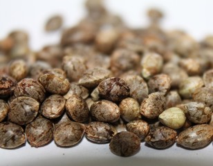 Cannabis seeds close-up macro defocused detail. Marijuana hempseed photo.