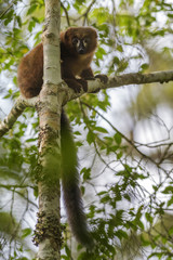 Red-bellied Lemur - Eulemur rubriventer, rain forest Madagascar east coast. Cute primate. Madagascar endemite.
