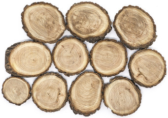 cross section of the tree,white isolated background
