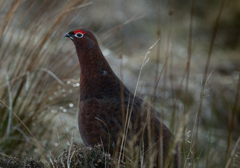 Red Grouse on a Scottish Moor