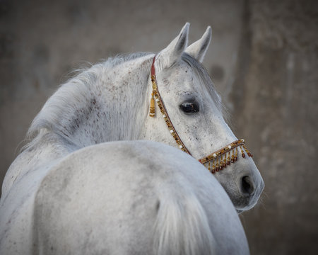 Gray arabian horse look back isolated on light background