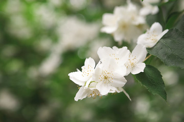 Obraz na płótnie Canvas Apple tree in blossom, spring nature background