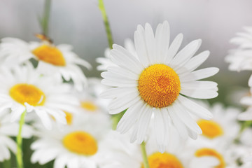 Fototapeta premium Flowering. Blooming chamomile field, Chamomile flowers.