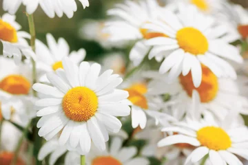 Küchenrückwand glas motiv Gänseblümchen Flowering.  Blooming chamomile field, Chamomile flowers.