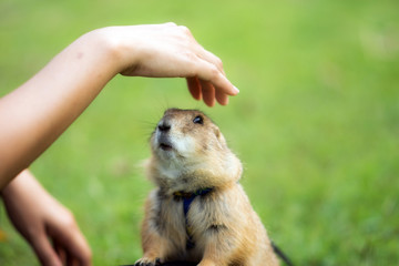 cute prairie dog pet