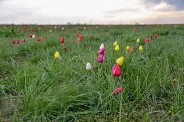 wild red, white, pink and yellow tulips (Tulipa gesneriana) at sunset in spring steppe Manych-Gudilo, Kalmykia