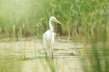 Great egret Ardea alba waterfowl hunting in wetlands