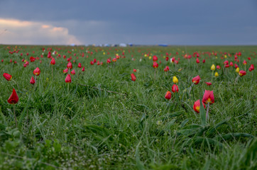 wild red and yellow tulips (Tulipa gesneriana) and bright green grass in spring steppe Manych-Gudilo, Kalmykia