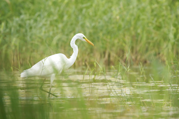 Great egret Ardea alba waterfowl hunting in wetlands