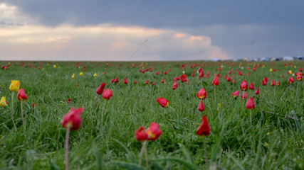wild red tulips (Tulipa gesneriana) and bright green grass in spring steppe Manych-Gudilo, Kalmykia
