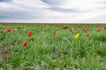 spring steppe with lots of wild red and yellow tulips (Tulipa gesneriana)  Manych-Gudilo, Kalmykia