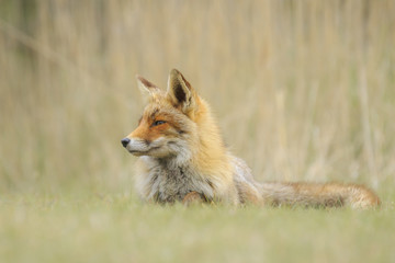 Close-up of a wild red fox (vulpes vulpes) resting and relaxing