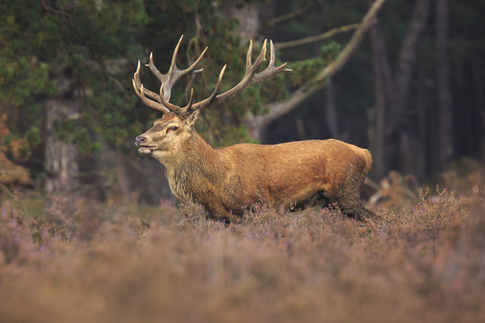Red deer stag Cervus elaphus rutting in a forest during Autumn season