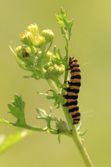 Yellow and black striped Cinnabar caterpillars feeding