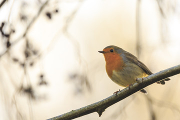 Robin redbreast bird singing