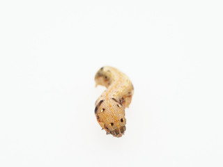 Fototapeta na wymiar Brown and black worm or caterpillar isolated on white background