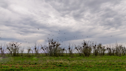 bushes along steppe roads covered with numerous crows nests 
Priyutnoye, Kalmykia
