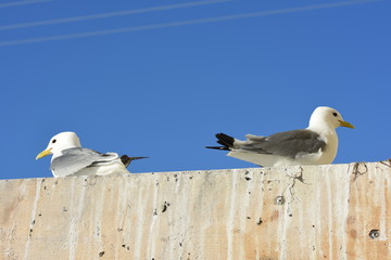 gulls during the period of reproduction in Nyksund at Lofoten in Norway