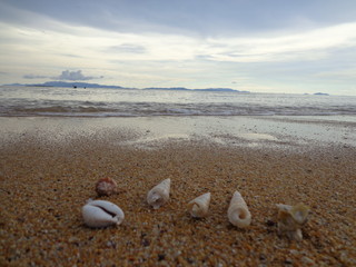 Fototapeta na wymiar Shell at beach