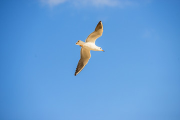 black headed gull flying deep over the Baltic sea