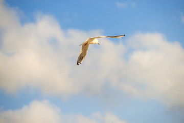 black headed gull flying deep over the Baltic sea
