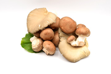 Brown Mushrooms on a White Background