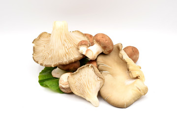 Brown Mushrooms on a White Background