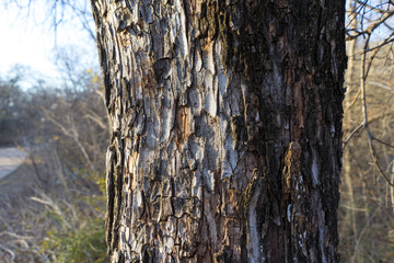 Fragment of a tree trunk with a textured bark on a sunny February day in Texas