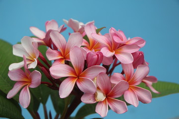 Plumeria Bouquet 