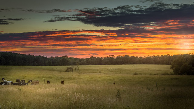Cows grazing in a large grassy field during the last hours of daylight while a fiery red and orange sky surrounds them.