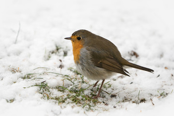 European robin bird on the ground looking for food in the snow at winter