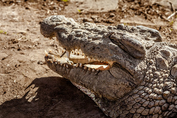 Nile crocodile of Madagascar