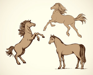 Naklejka na ściany i meble Horses. Vector drawing