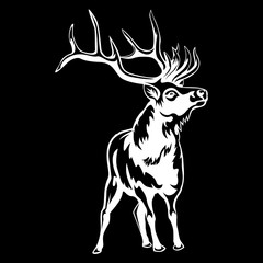 Deer isolated on black 2