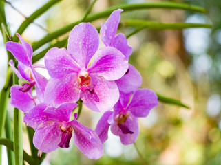 Purple Orchid flower in tropical garden, seidenfalenia mitrala, green background for postcard or agriculture business.