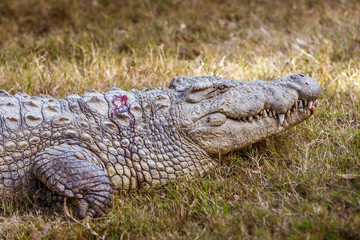 Nile crocodile of Madagascar