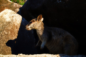 Fototapeta premium rock_wallaby 