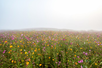 Colorful flower field in mist background