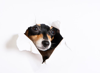 The muzzle of a dog peeks through a paper hole. Concept portrait of a black and tan puppy on a...