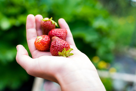Berry Hand