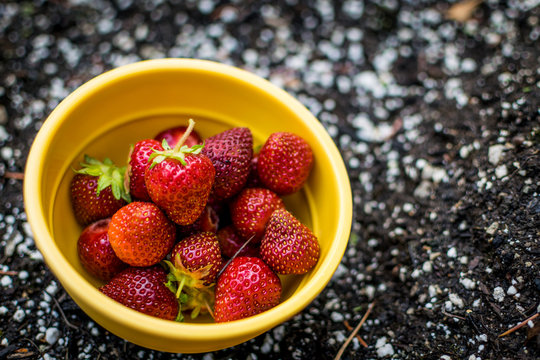 Strawberry bowl