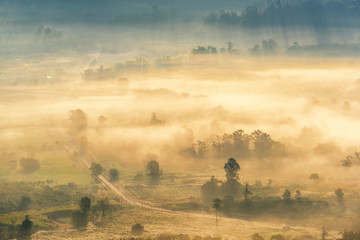 Beautiful sunrise scene with misty and tree in morning in forest valley in khao kor mountain