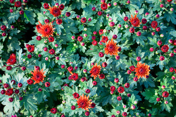 Fototapeta premium Colorful Chrysanthemum flowers on top view pattern in the garden