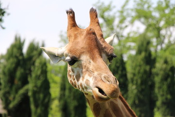 Fototapeta premium Giraffe Nahaufnahme