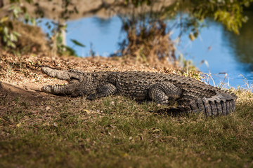 Nile crocodile of Madagascar